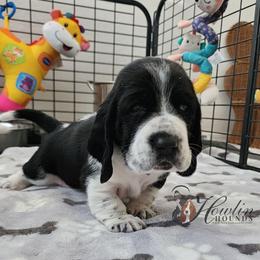 Ronal - Black and white female Basset Hound puppy in Surprise, Arizona from Howlin Hounds