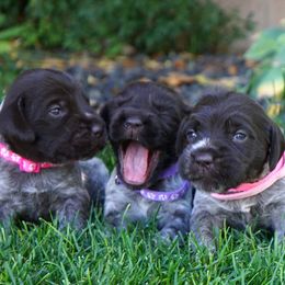 Wirehaired Pointing Griffon puppies from Mountain River Griffons