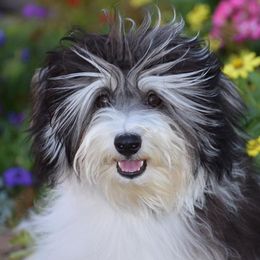 Havanese from Havanese of the Sonoran Desert