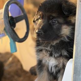 Male puppy 4 - Black and red male German Shepherd puppy in La Salle, Colorado from Pure Heart German shepherds