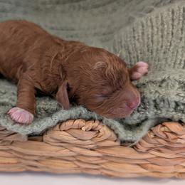 Boy 3 - male Cavapoo puppy in Mapleton, Illinois from Gardner Lane Puppies