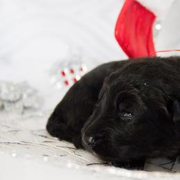 German Shepherd Puppies from Journey's German Shepherds (Kennel Vom Himmel)