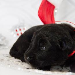 German Shepherd Puppies from Journey's German Shepherds (Kennel Vom Himmel)