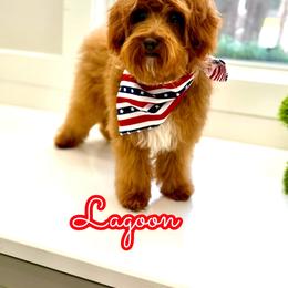 Lagoon - Red male Cavapoo puppy in Buford, Georgia from Petite Posh Puppies