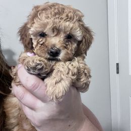Maltipoo Puppies from Jessica's Maltipoos