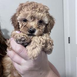 Maltipoo Puppies from Jessica's Maltipoos