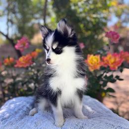 Aries - Black and white female Pomsky puppy in Homeland, California from Lara's Ranch Pomskies