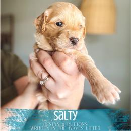 Salty - Apricot male Goldendoodle puppy in Soddy Daisy, Tennessee from The W Doods