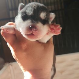 Siberian Husky Puppies from Spirit of the Moon Siberians