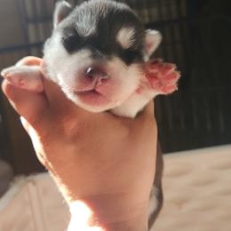 Siberian Husky Puppies from Spirit of the Moon Siberians