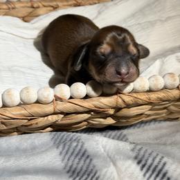Girl 2. Shaded red - Red female Dachshund puppy in Bald Knob, Arkansas from Victoria’s Dachshunds