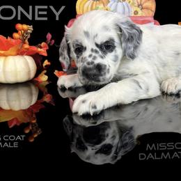 Dalmatian Puppies from Missouri Dalmatians