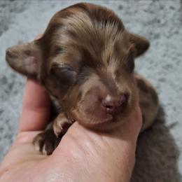 Gibbs - Dapple male Dachshund puppy in Liberty, North Carolina from Heavenly Doxies