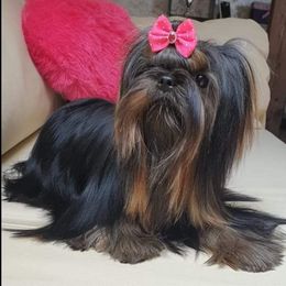 Shkoda - Yorkshire Terrier