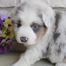 Australian Shepherd Puppies from Storm and Sage Australian Shepherds