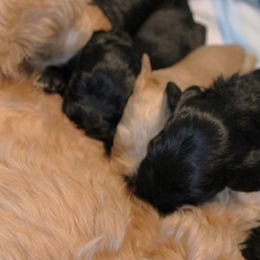 Australian Labradoodle Puppies from EllsWORTH Labradoodles LLC