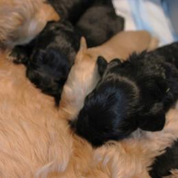Australian Labradoodle Puppies from EllsWORTH Labradoodles LLC