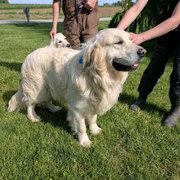 Boe - Light golden male Golden Retriever puppy in Wooster, Ohio from TLC Pups