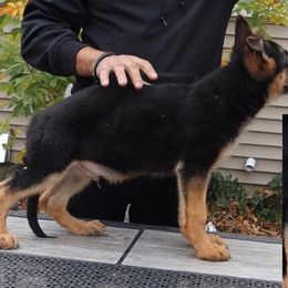 Boy 1 - German Shepherd puppy in Richfield, Minnesota from Midwest GSD LLC