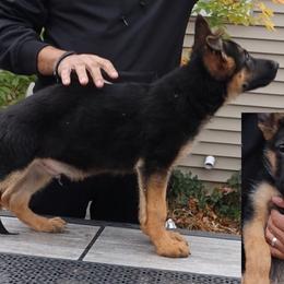 Boy 1 - German Shepherd puppy in Richfield, Minnesota from Midwest GSD LLC