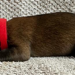 Red - Red sable female Belgian Malinois puppy in Ellerbe, North Carolina from Grand Prix Kennel