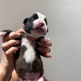 Female (yellow) - Fawn female Boxer puppy in Jamesville, New York from Reynolds Homestead Boxers