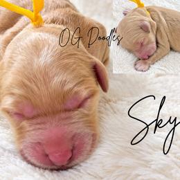 Skye - Apricot female Goldendoodle puppy in Cleveland, Georgia from The O.G. Doodles