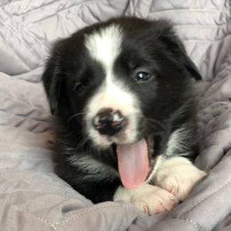 Border Collie Puppies from Poteet Pups