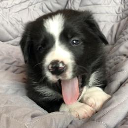 Border Collie Puppies from Poteet Pups