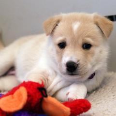 Canaan Dog Puppies from Kol Tuv Canaan Dogs