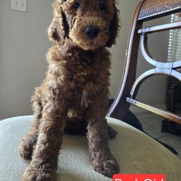 Goldendoodle Puppies from Miriam Williams