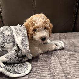 Bernedoodle, Cockapoo, and Goldendoodle Puppies from Avery Doodle Day LLC