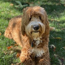 Oakley - Australian Labradoodle