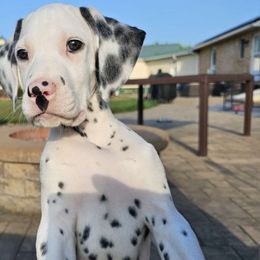 Boy 1 White Collar - White and black Dalmatian puppy in Adamstown, Maryland from Sprinkled with Hearts Dalmatians