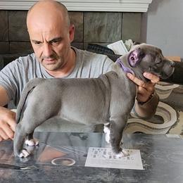 Layla - Blue female American Bully puppy in Pomona, California from Lunatic Kennels