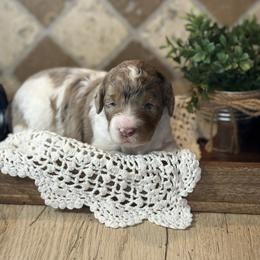 Stella - Merle female Bernedoodle puppy in Bells, North Carolina from Neighborhood Poodles & Doodles