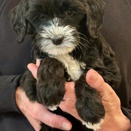 Girl 2 - female Australian Labradoodle puppy in Bend, Oregon from High Desert Labradoodles