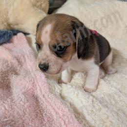 Red - Black tan and white female Beagle puppy in Vallejo, California from Tailwindfarm