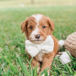 Bandera - Red  male Goldendoodle puppy in Iola, Texas from Supreme Doodles of Texas