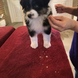 Australian Shepherd Puppies from Point Break