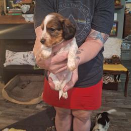 Andy - Red male Dachshund puppy in Gordon, Georgia from Long Dogs Yellow Farm