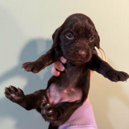White - Liver female Boykin Spaniel puppy in Northport, Alabama from Blue Creek Boykins