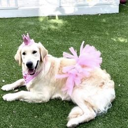 Golden Retriever Puppies from Suzy’s Golden Girls