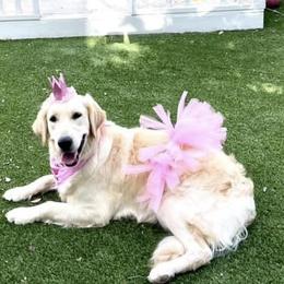 Golden Retriever Puppies from Suzy’s Golden Girls