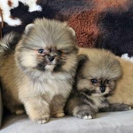 Mickey - Cream sable male Pomeranian puppy in Los Angeles, California from Pommies of LA