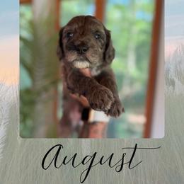 August - Black and white male Bernedoodle puppy in Gales Ferry, Connecticut from Schweers Goldens and Doodles