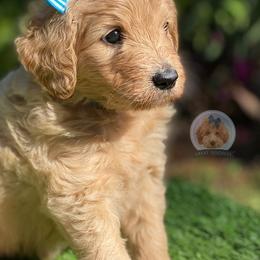 Goldendoodle and Poodle Puppies from Poodlely & Great Doodles