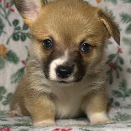 Girl 1 - Sable female Pembroke Welsh Corgi puppy in Surprise, Arizona from Ruff and Rowdy Corgis