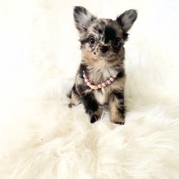 Honey - Black and white female Chihuahua puppy in Sacramento, California from Honey Bee Chihuahua’s