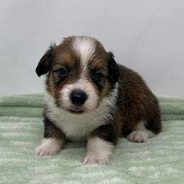 Artemis (fluffy) - Sable and white male American Corgi puppy in Waco, Texas from The Comma Corgis